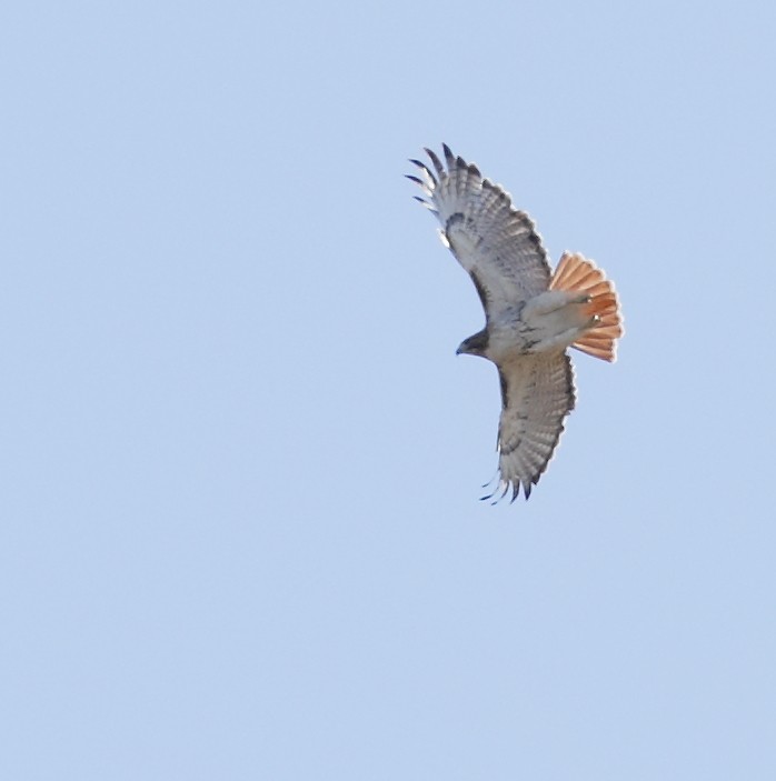 Red-tailed Hawk - ML203252071