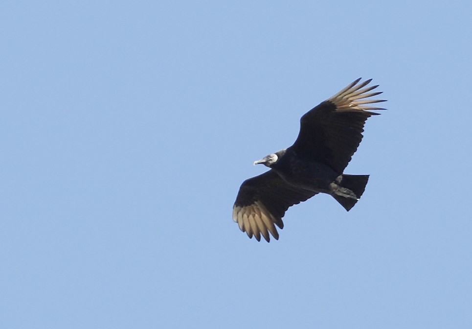 Black Vulture - ML203252211