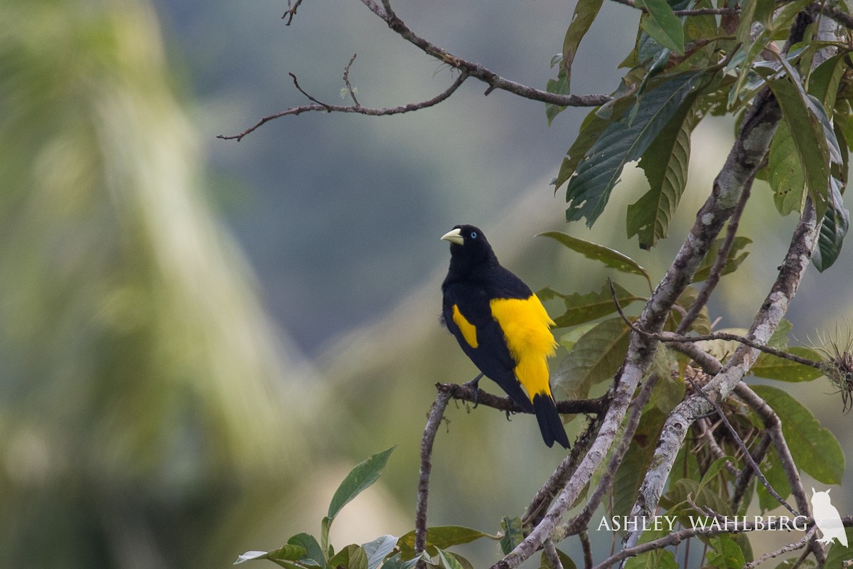 Yellow-rumped Cacique - ML203252431