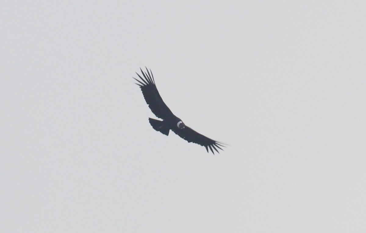 Andean Condor - Stephan Lorenz