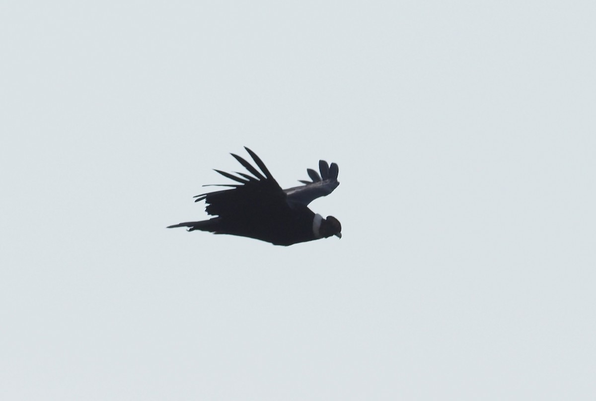 Andean Condor - Stephan Lorenz