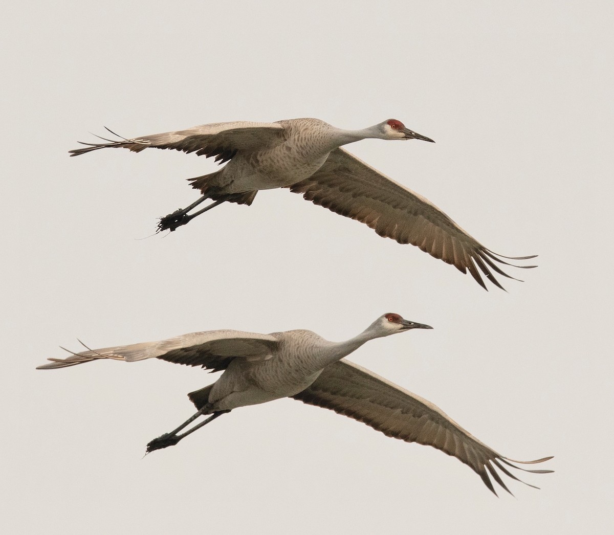 eBird Checklist 25 Jan 2020 Killdeer Plains Wildlife Area 27 species