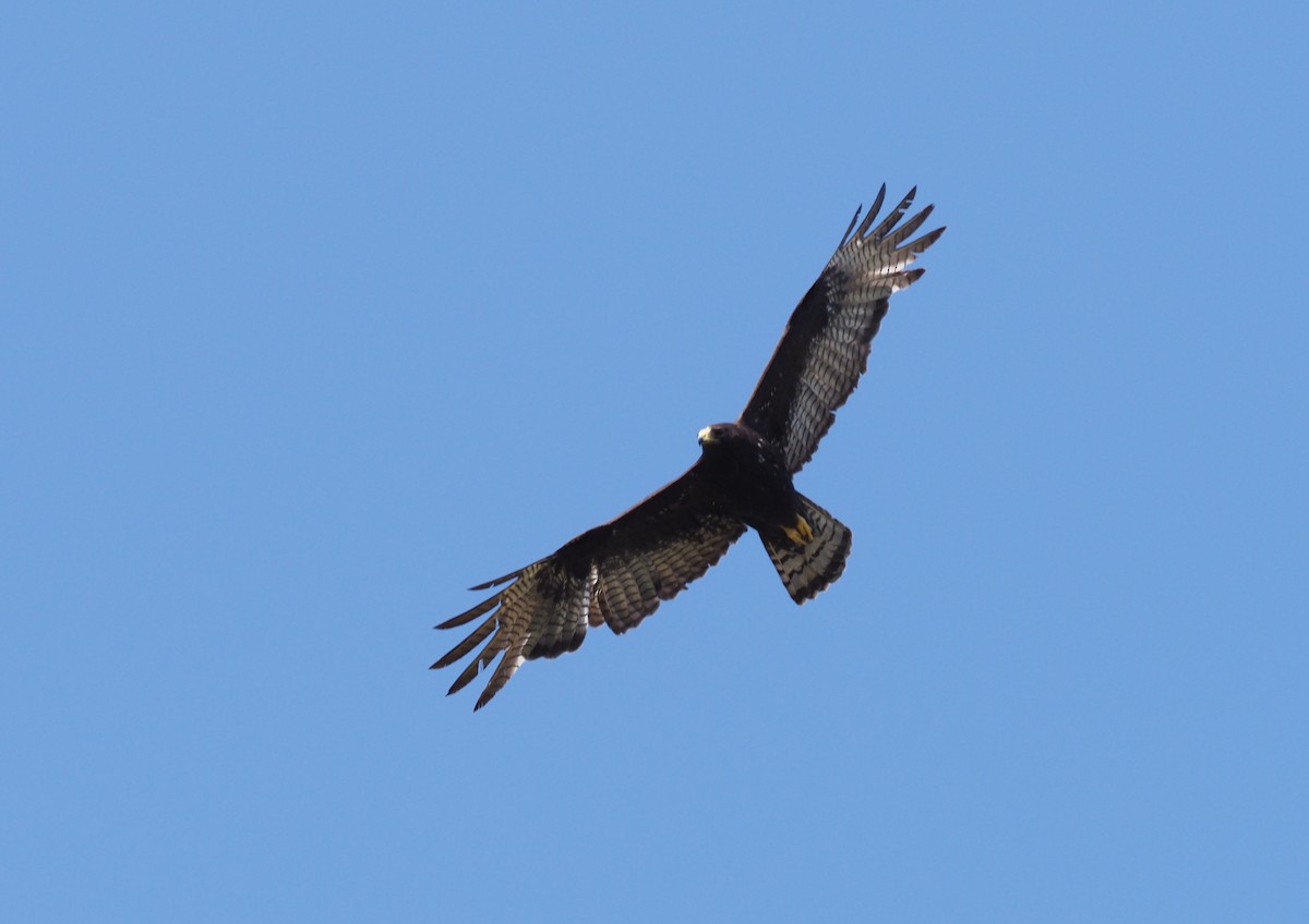 Zone-tailed Hawk - ML203253661