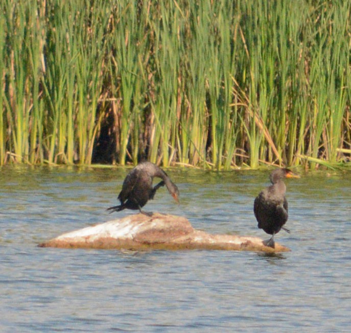 Double-crested Cormorant - Hal Robins