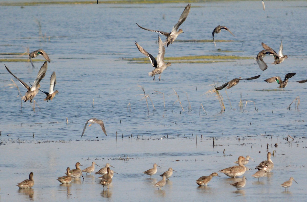 Long-billed Dowitcher - Hal Robins