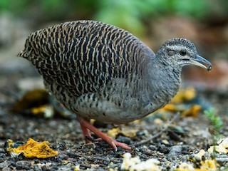  - Pale-browed Tinamou