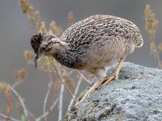 アンデスシギダチョウ - eBird