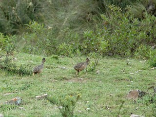  - Andean Tinamou