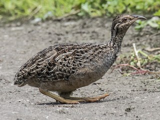  - Andean Tinamou