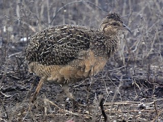 アンデスシギダチョウ - eBird