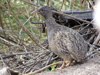 uxlayotgan buvisining qin