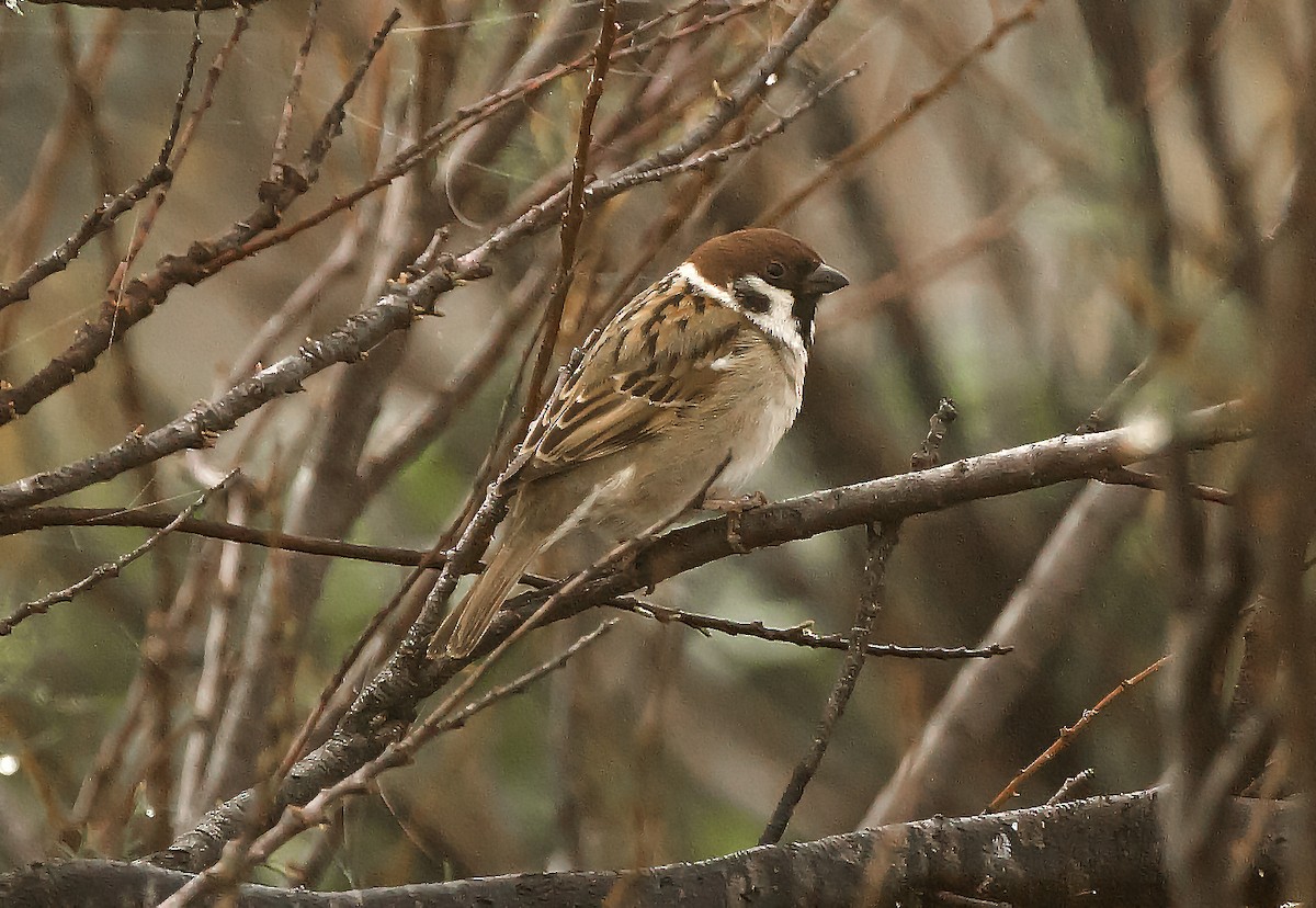 Eurasian Tree Sparrow - Ricky Owen