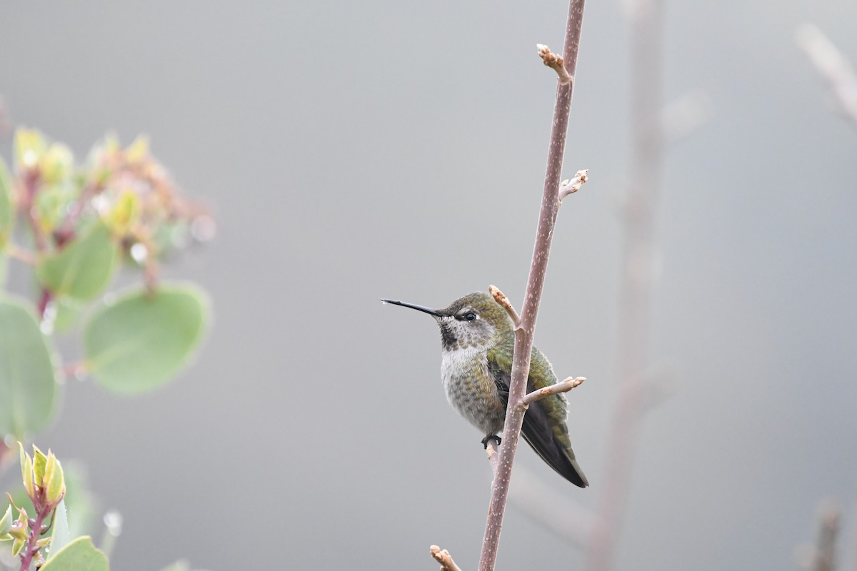 Anna's Hummingbird - ML203257141