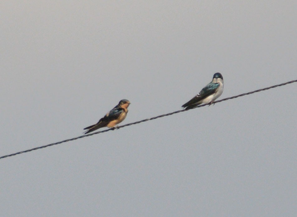 Barn Swallow - Hal Robins