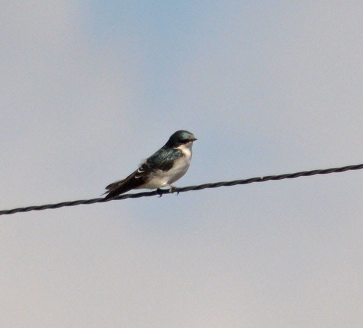 Tree Swallow - Hal Robins