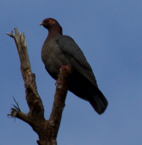 Scaly-naped Pigeon - ML203258641