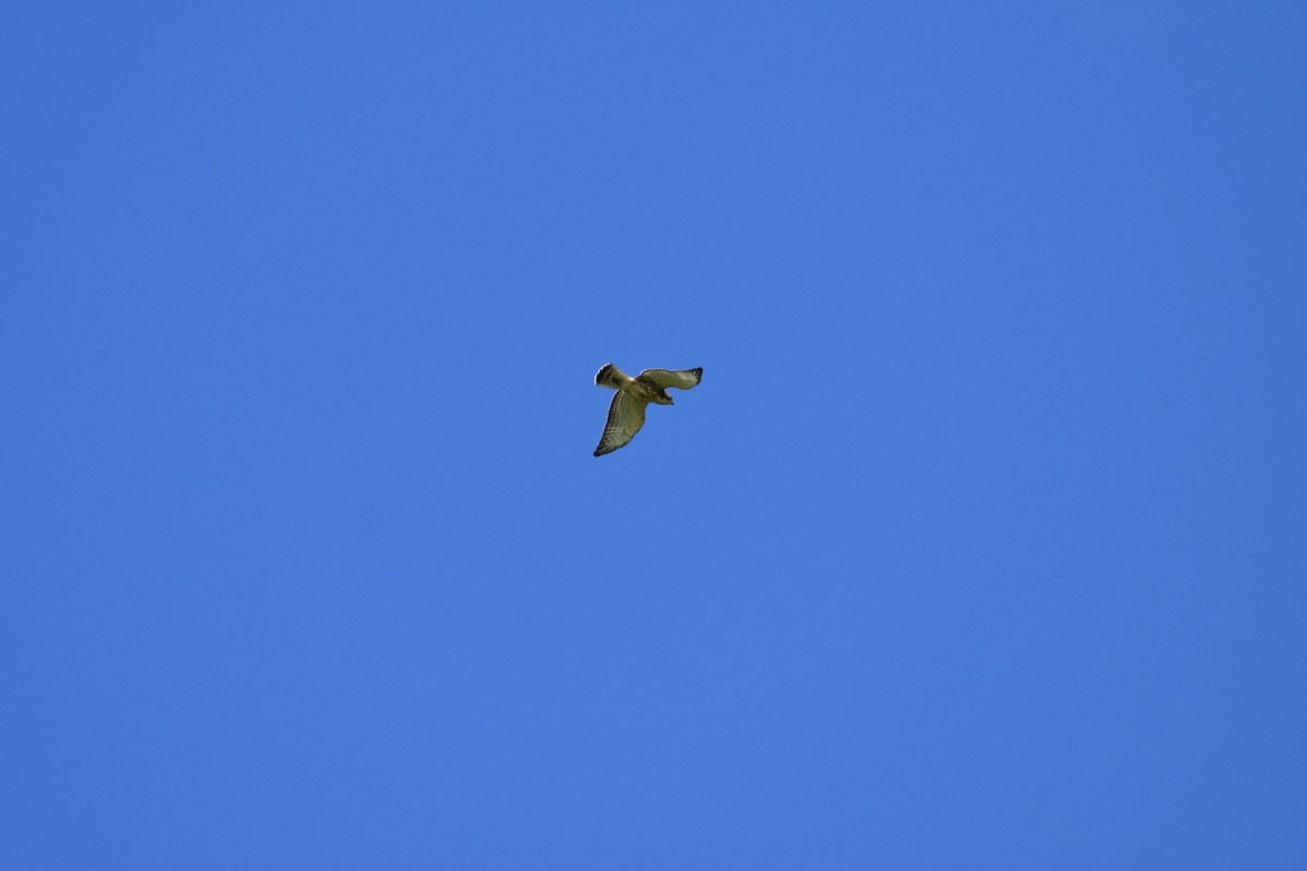 Broad-winged Hawk - ML203264151