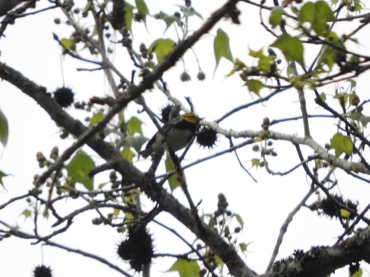 Black-throated Green Warbler - ML203264591
