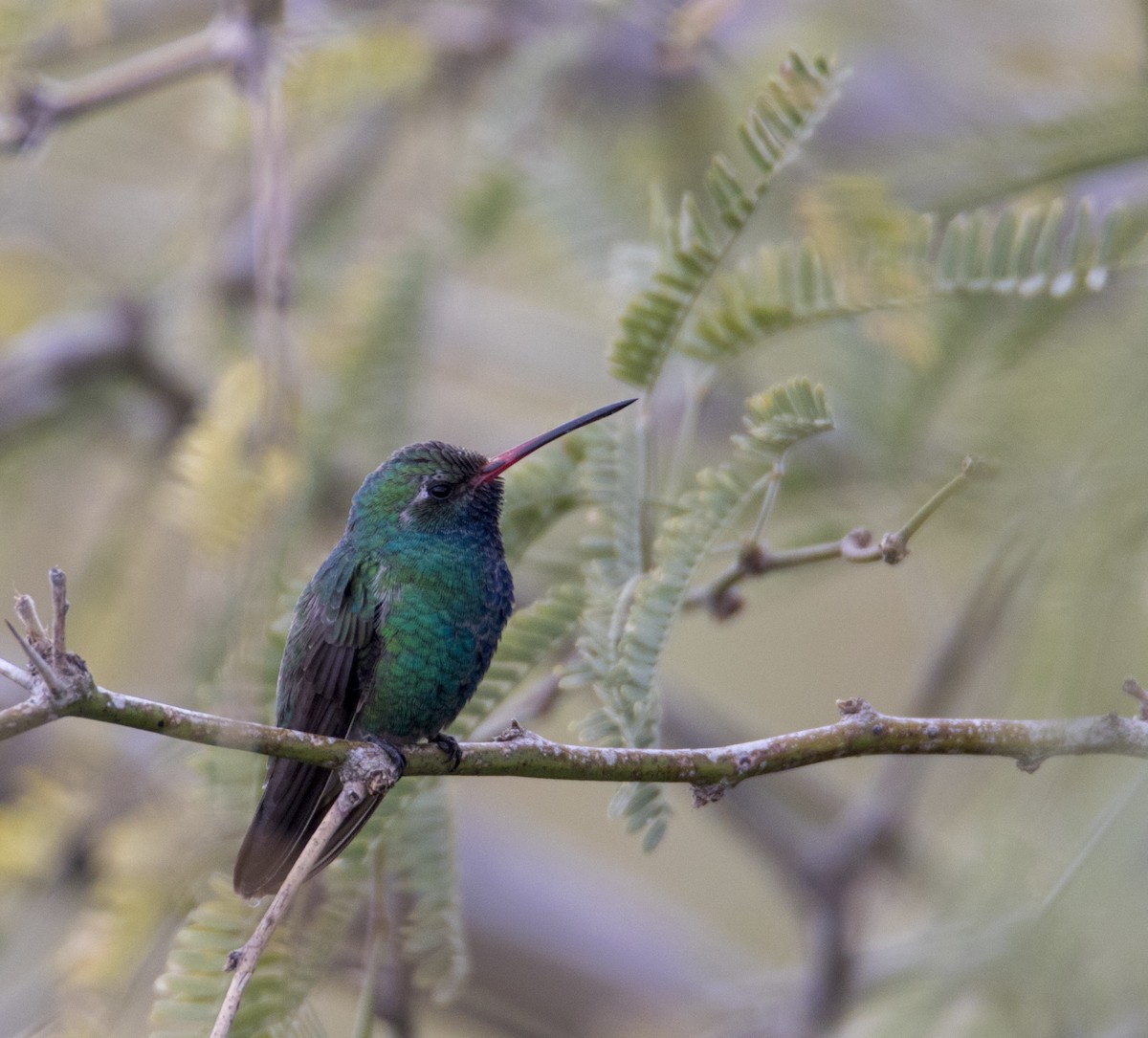 Broad-billed Hummingbird - Julie Bowen