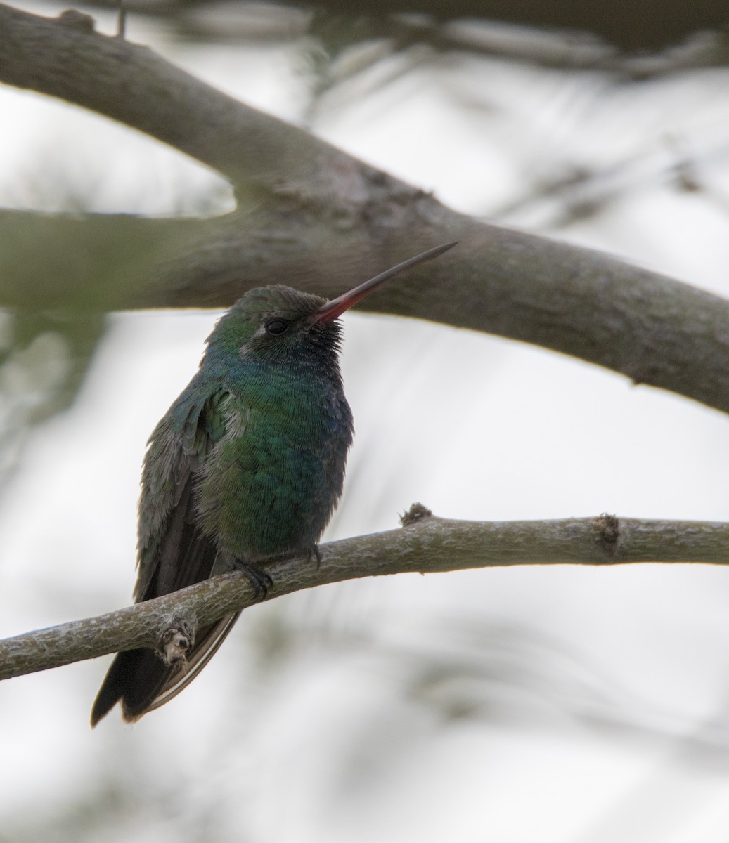 Broad-billed Hummingbird - Julie Bowen