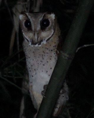 Oriental Bay-Owl - Marsh Alphonso