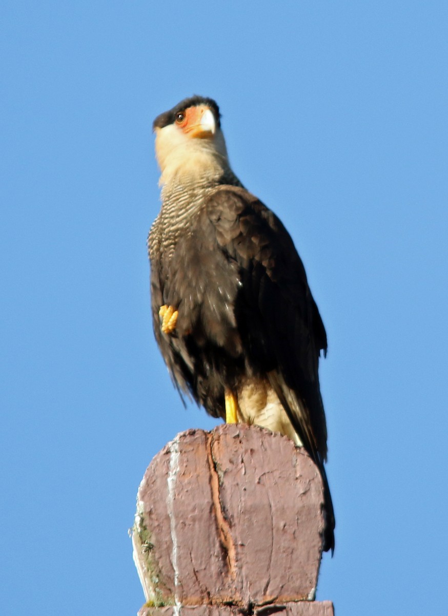 Crested Caracara (Southern) - ML203270091