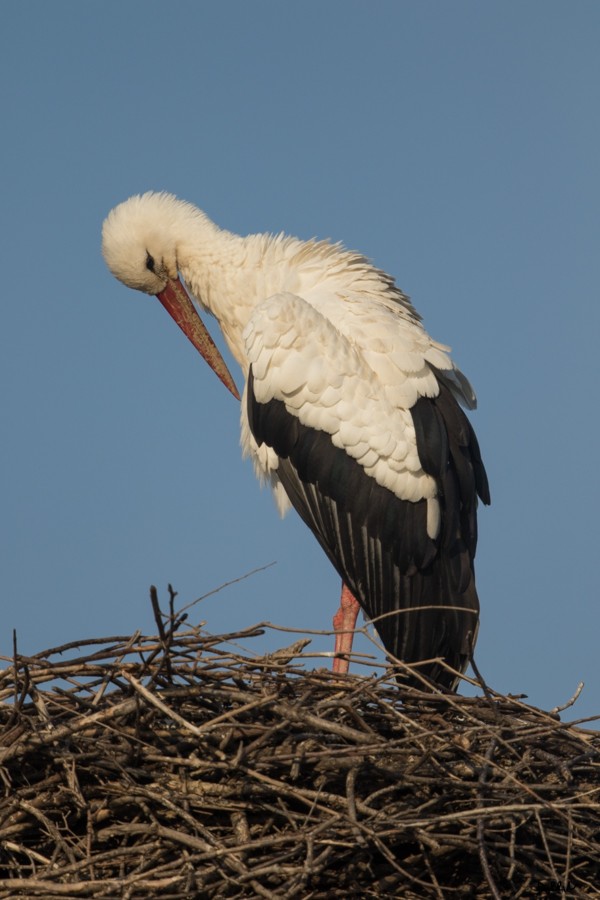White Stork - Dobrin Botev