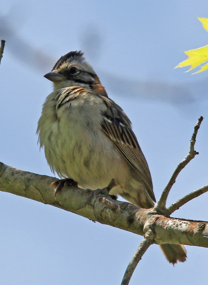 Rufous-collared Sparrow - ML203273101