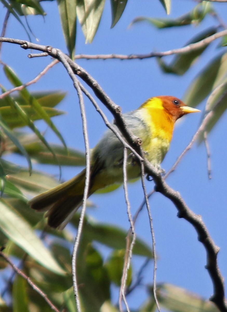 Rufous-headed Tanager - ML203274031
