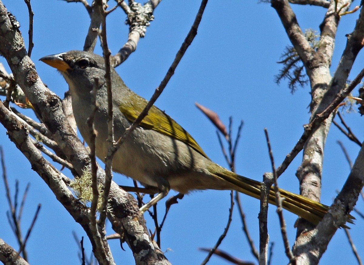 Pale-throated Pampa-Finch - ML203274411