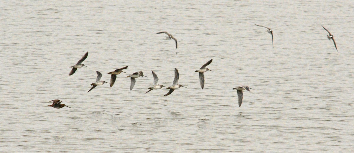 Long-billed Dowitcher - Hal Robins
