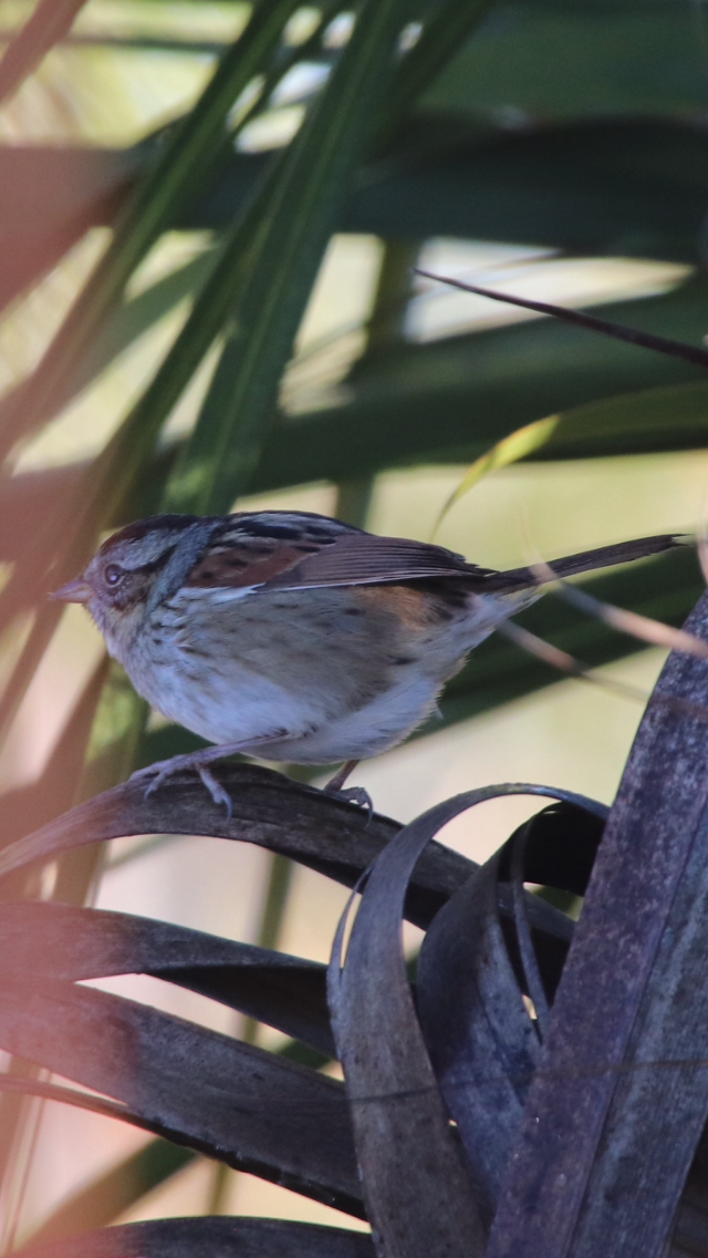 Swamp Sparrow - ML203277041