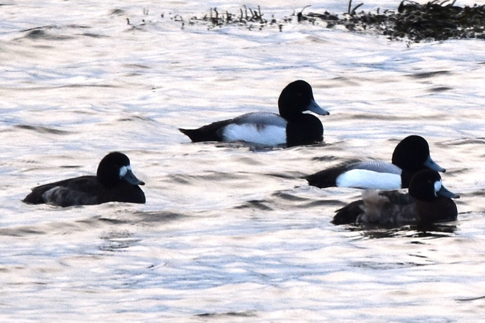 Greater Scaup - ML203279441