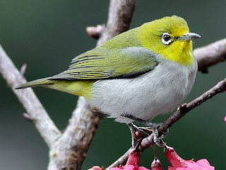 Swinhoe's White-eye - Zosterops simplex - Birds of the World