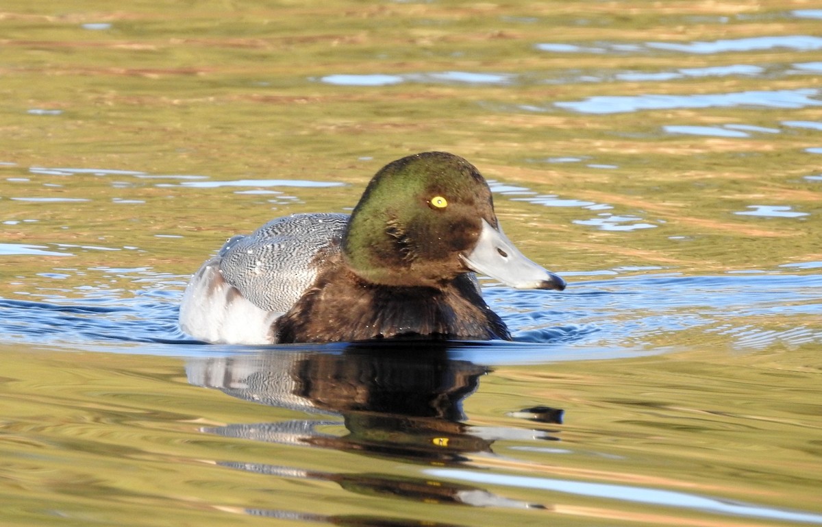 Greater Scaup - ML203280971