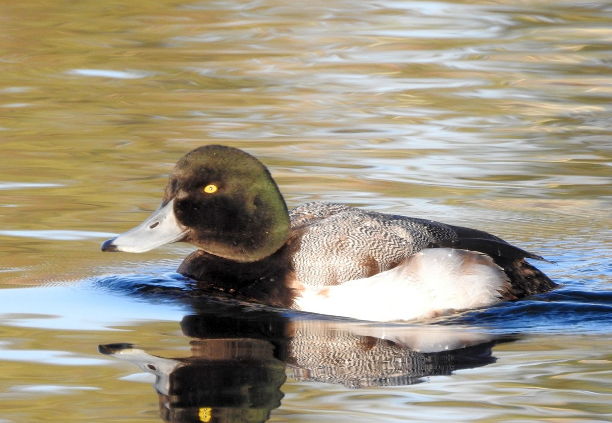 Greater Scaup - ML203282011