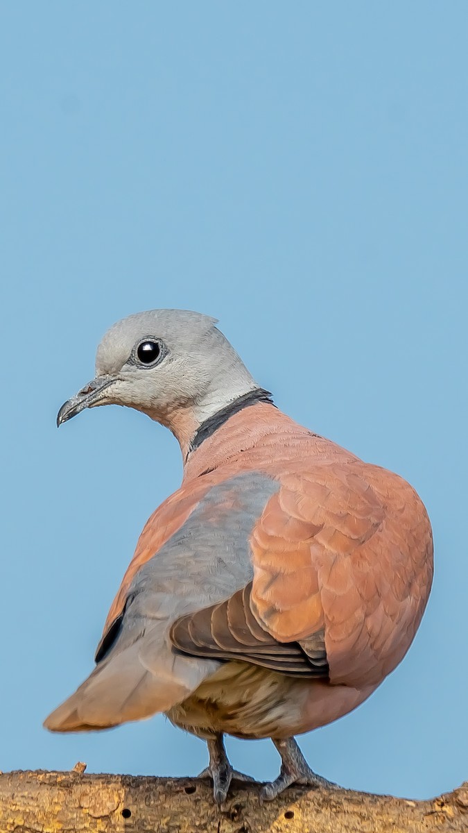 Red Collared-Dove - ML203282361