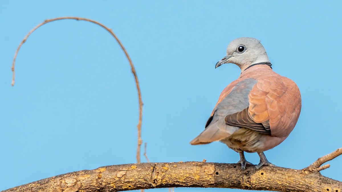 Red Collared-Dove - ML203282391