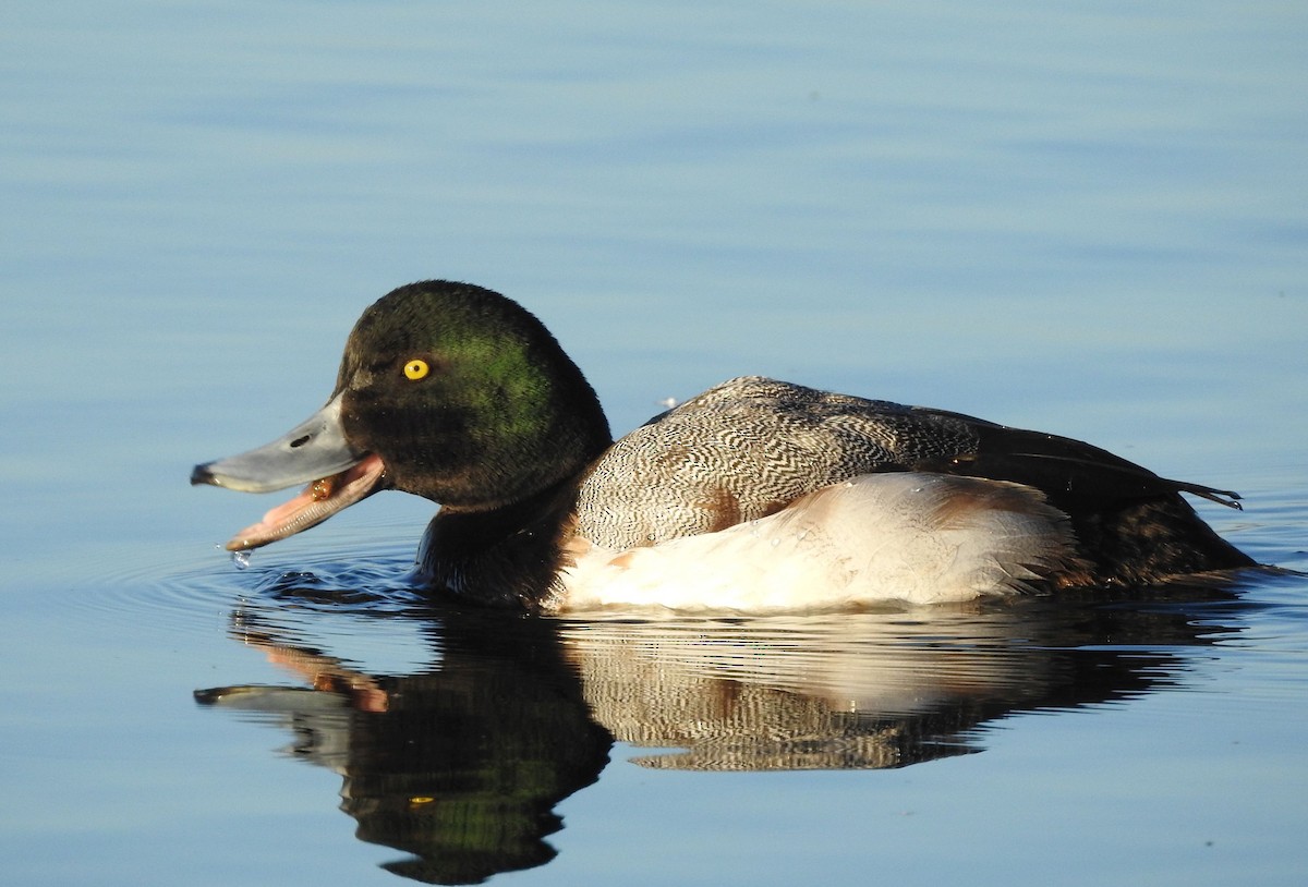Greater Scaup - ML203283391