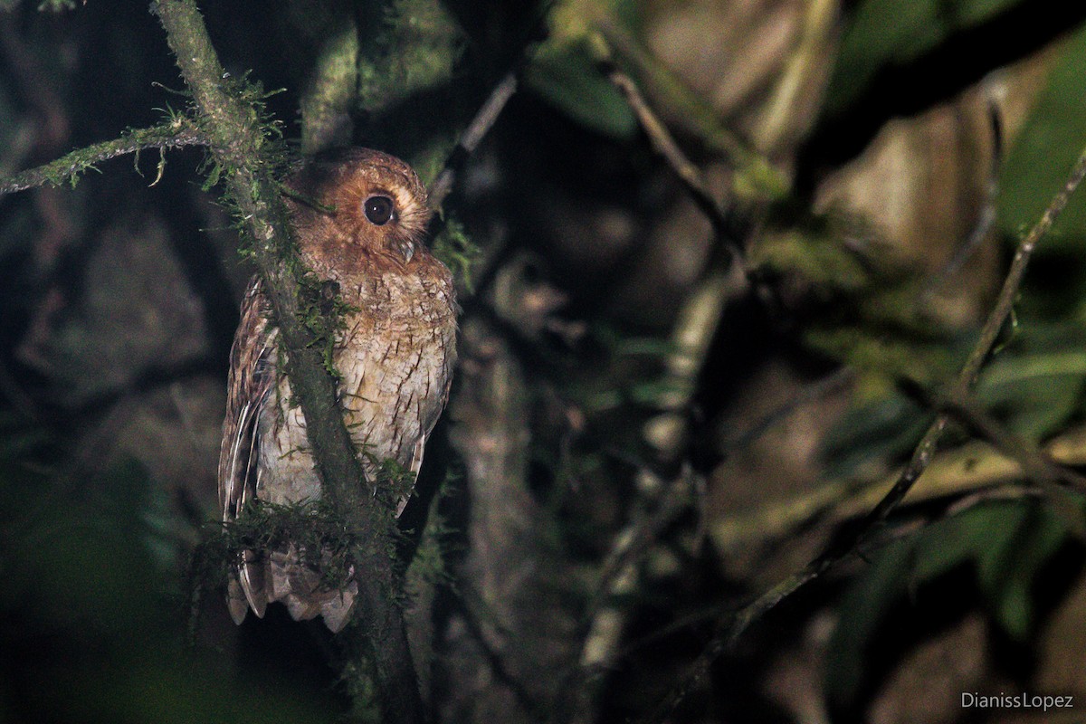Rufescent Screech-Owl (Colombian) - ML203283861