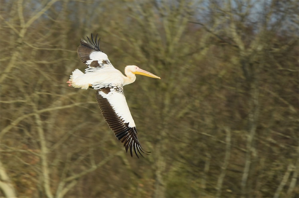 Great White Pelican - Klaas Heeres