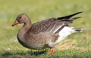 Greater White-fronted Goose, ML203284071