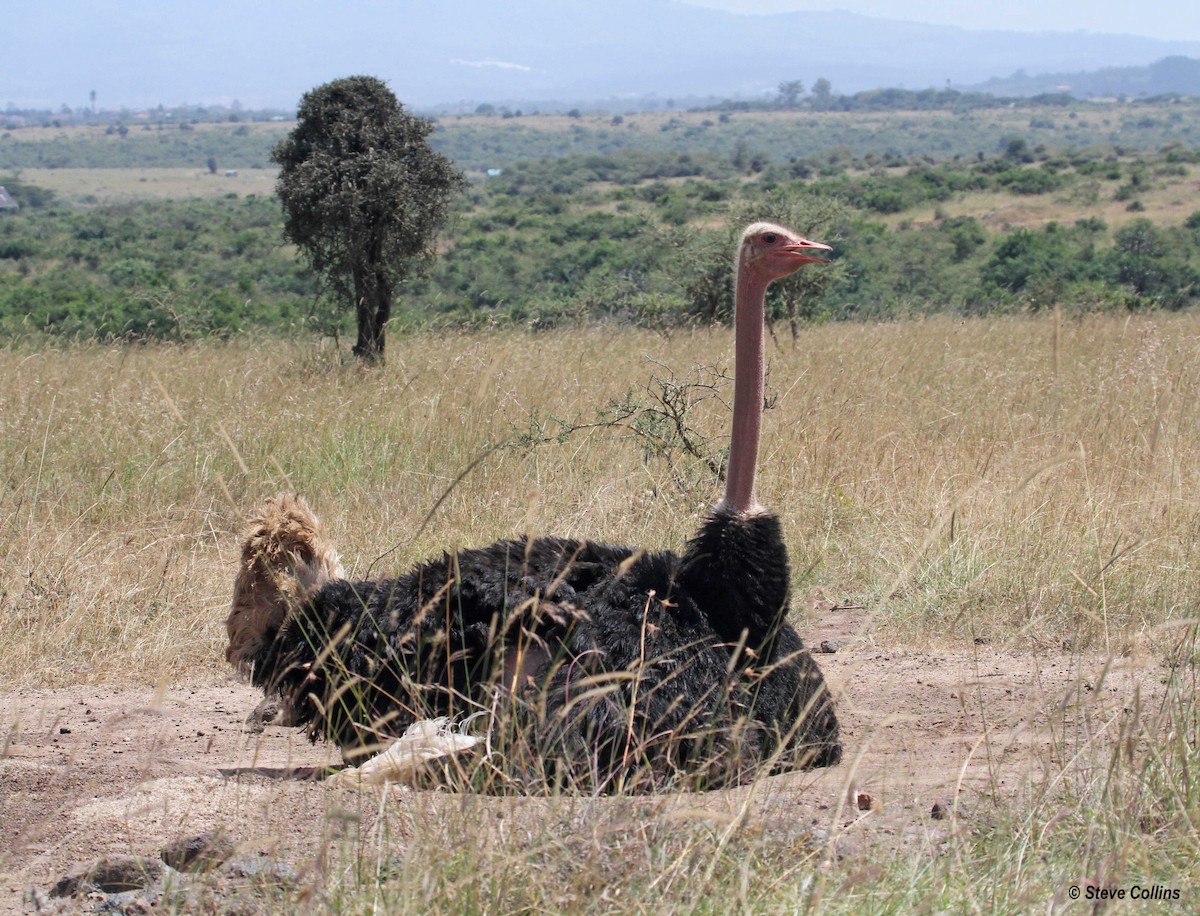 Африканский страус - ML20328421