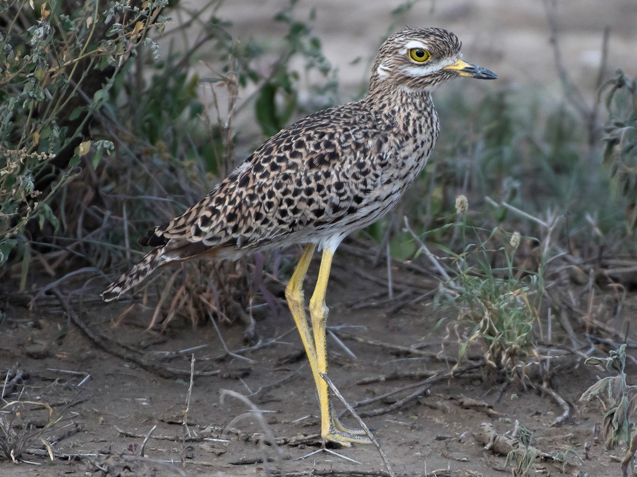 Spotted Thick-knee - Debra Herst