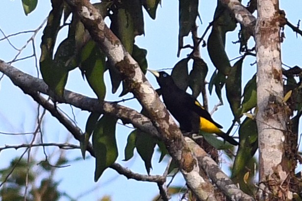 Yellow-rumped Cacique - David M. Bell
