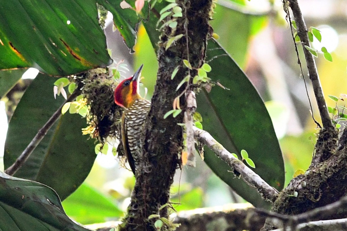 White-throated Woodpecker - ML203285551