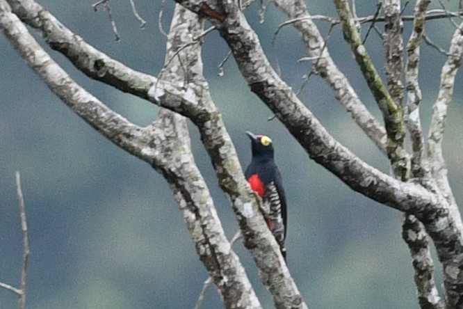 Yellow-tufted Woodpecker - ML203285741