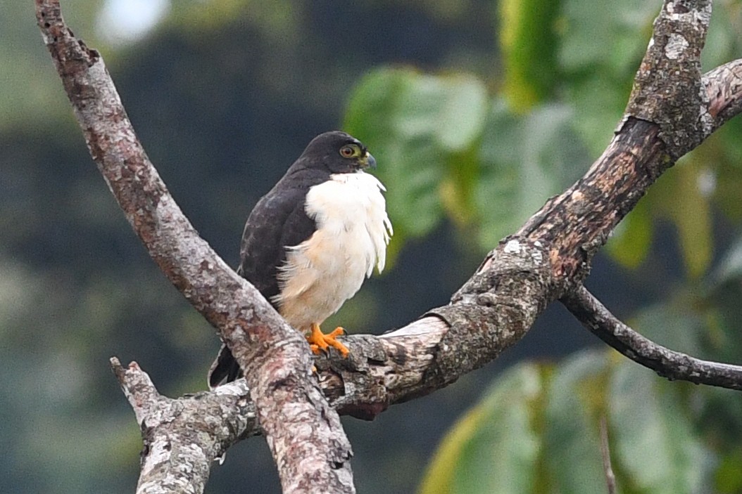 Double-toothed Kite - ML203285761
