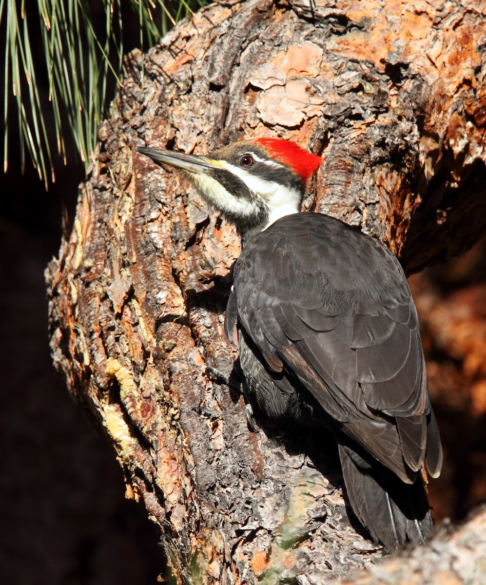Pileated Woodpecker - ML203286171