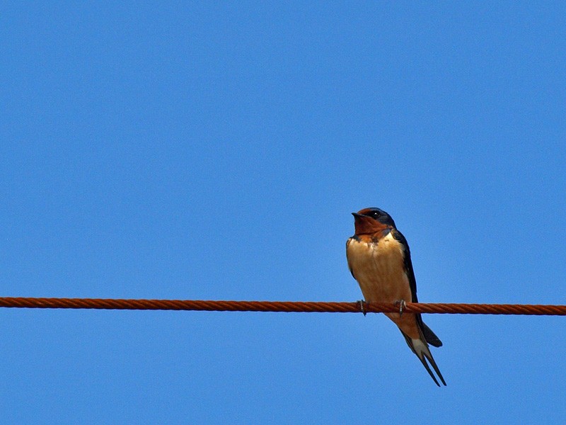 Barn Swallow - Dan Sochirca